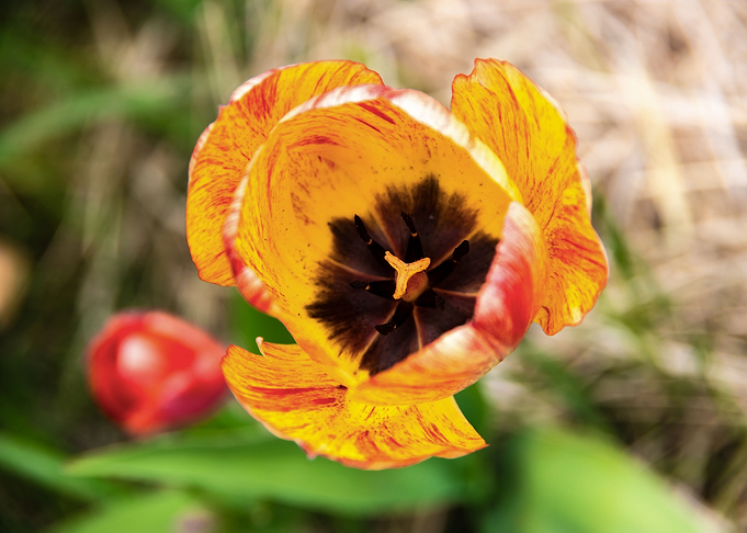 Magnificent tulips