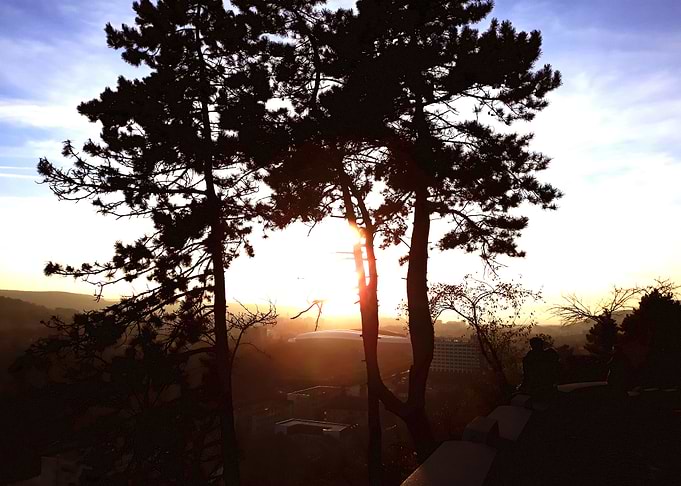 Trees in the sunset