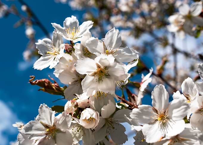 Cherry Trees in bloom