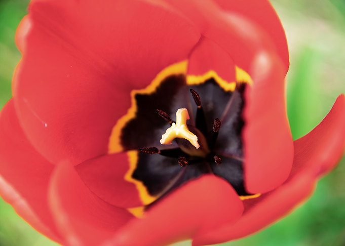 Magnificent tulips