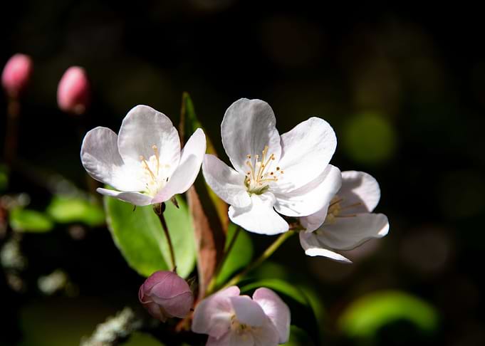 Apple Trees in bloom