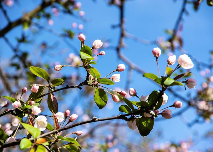 Apple Trees in bloom