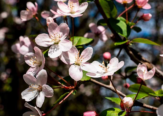 AppleTrees in bloom