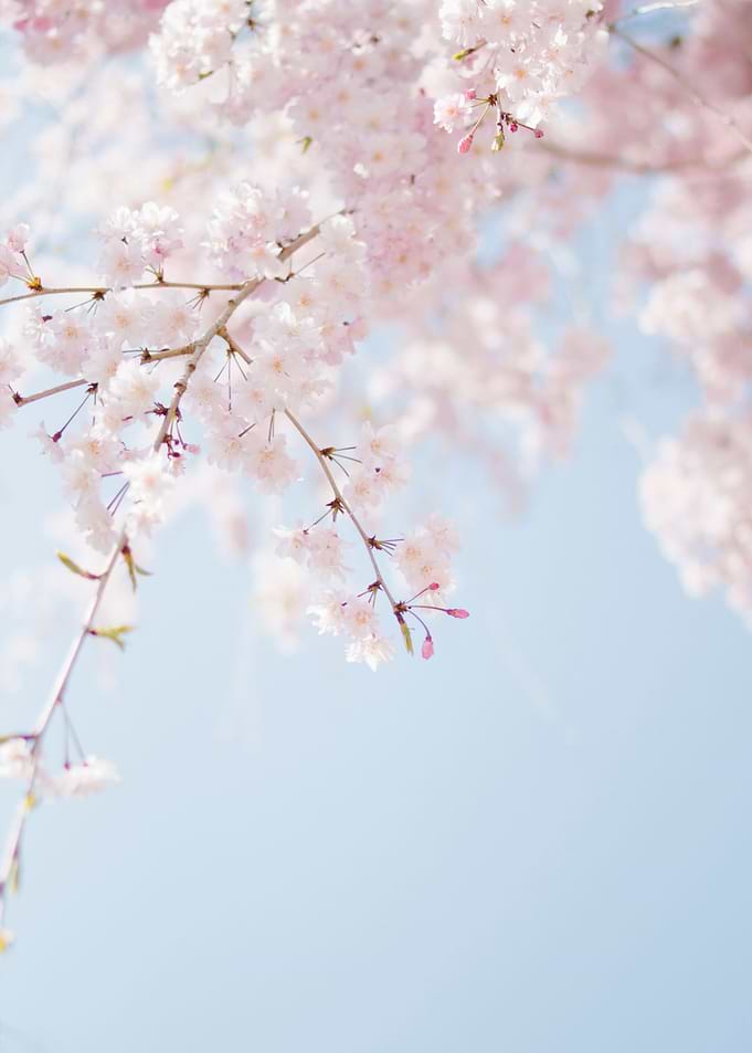 nature flower flowers