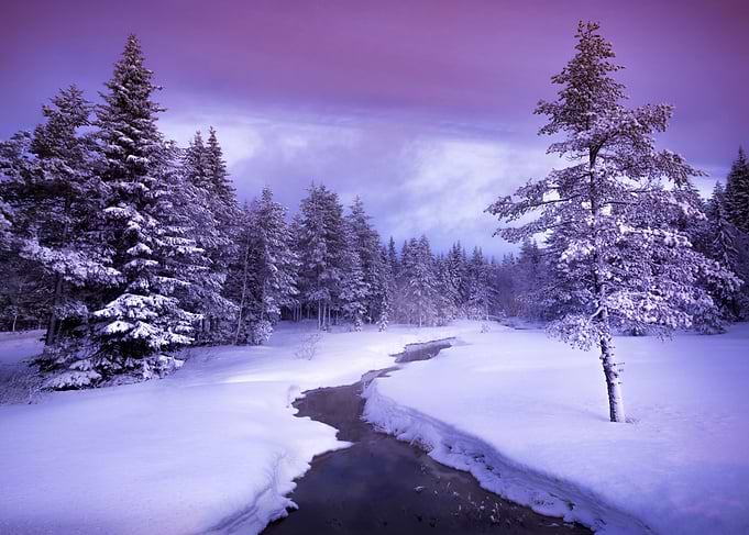 Winter landscape