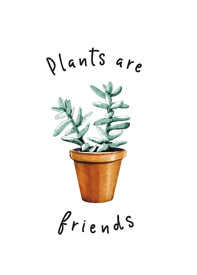Cactus 02