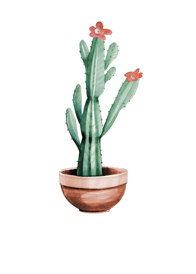 Cactus 01