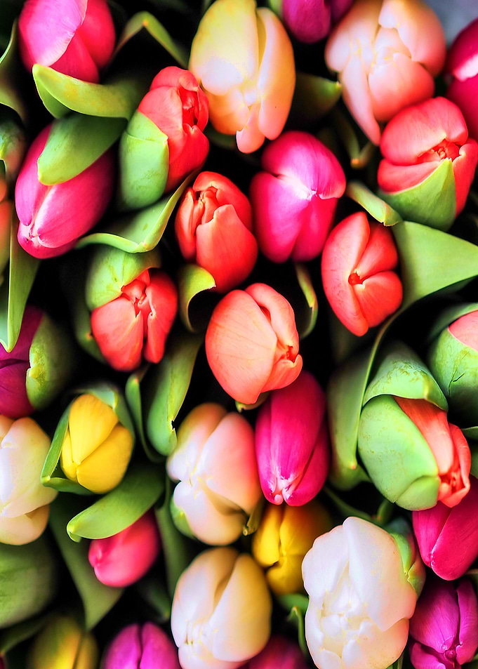 Summer Flowers