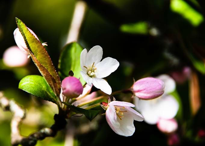 Apple Trees in bloom