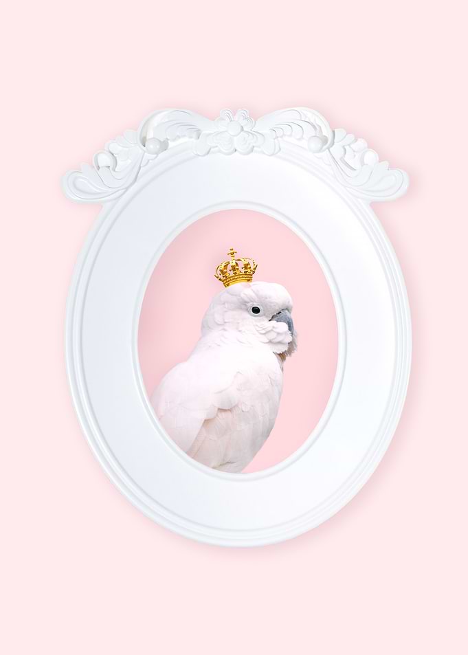Royal Cockatoo