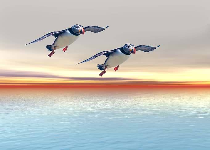 Atlantic Puffins