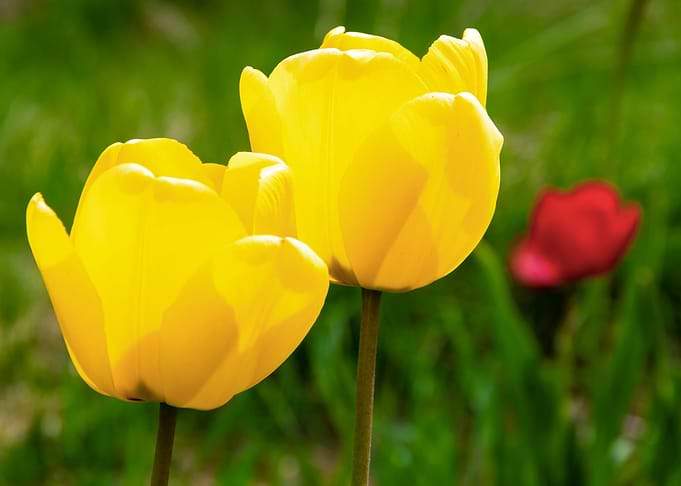 Magnificent tulips