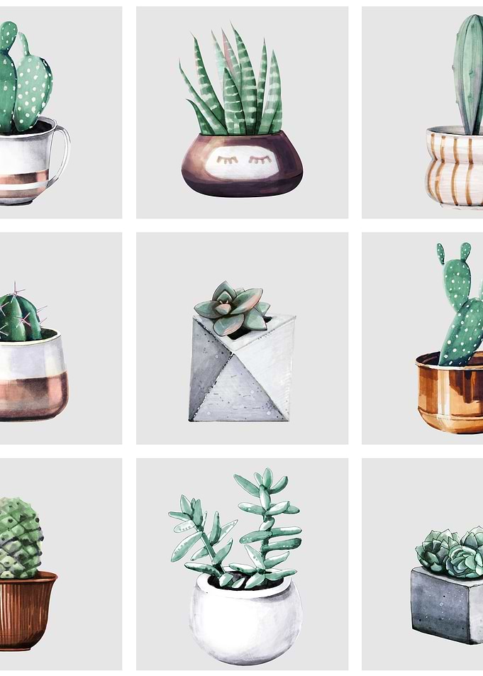 Cactus 06