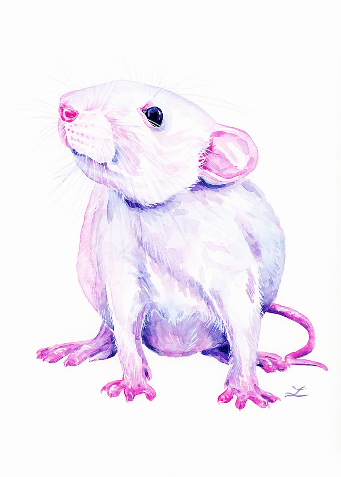 White Rat