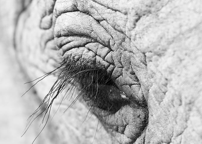 Elephants eyelash 9551