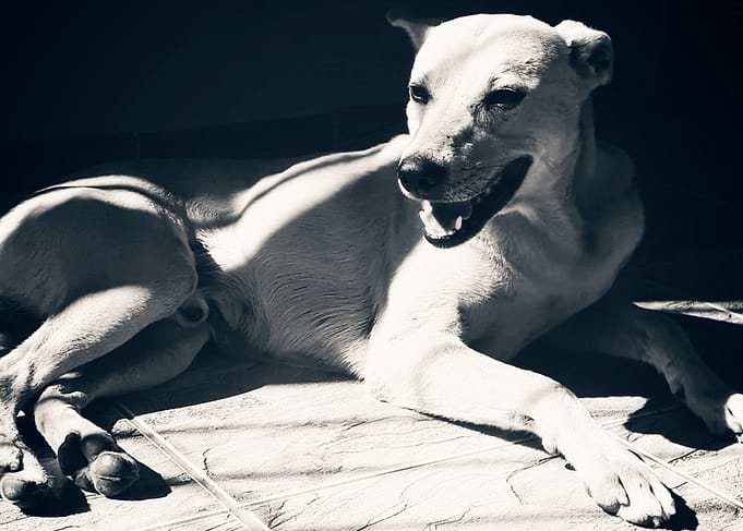 Kripto Brazilian StreetDog