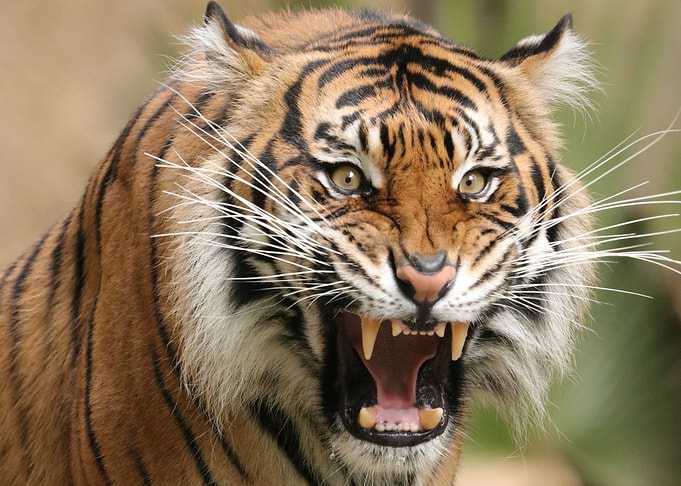 Tiger Attack