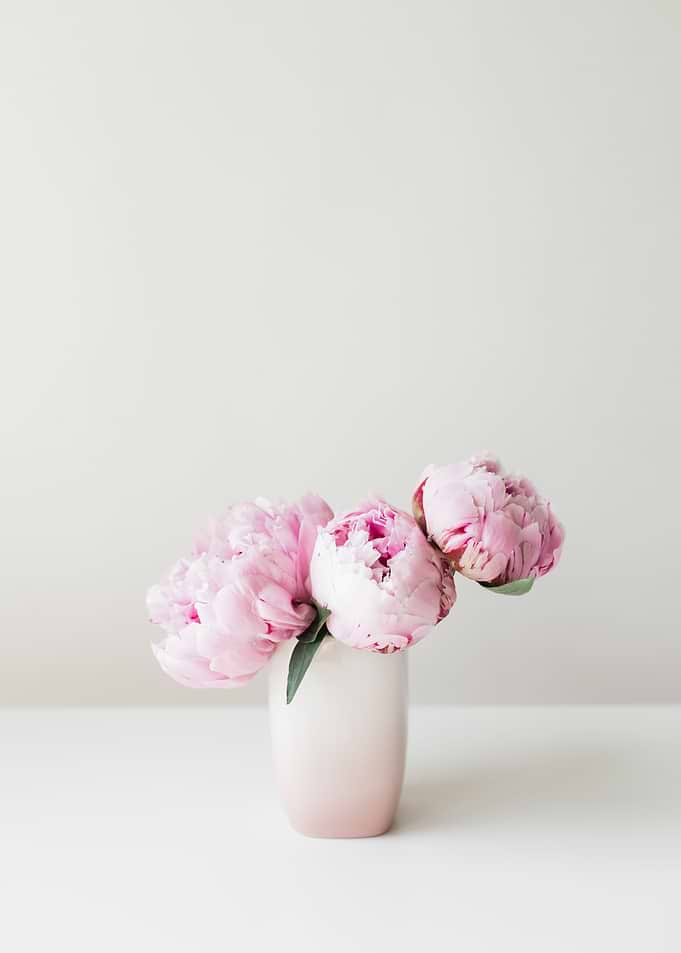 Pink Peonies 07