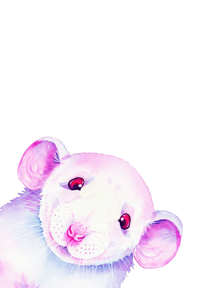 White Rat Peekaboo 2