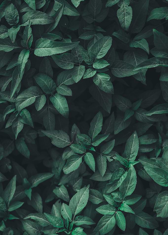 The Dark Garden