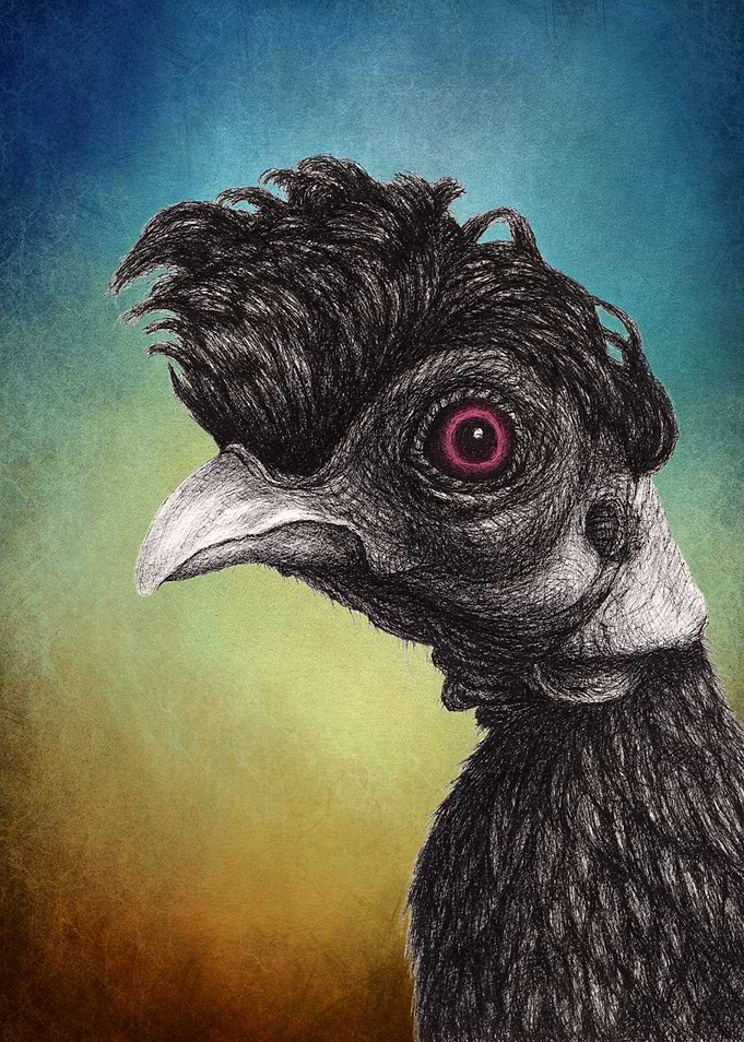 Crested Guinea Fowl
