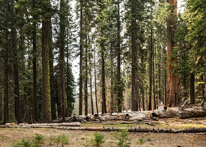 Forest 19