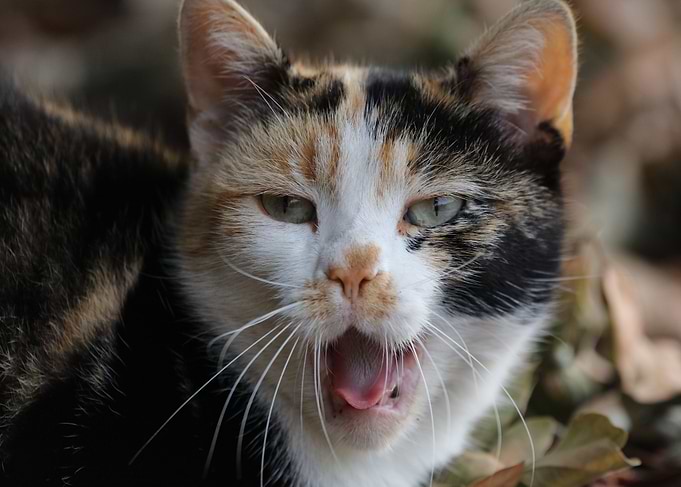 Sleepy Calico