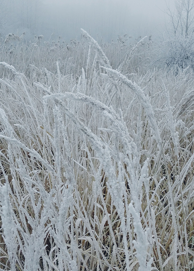 frozen grass