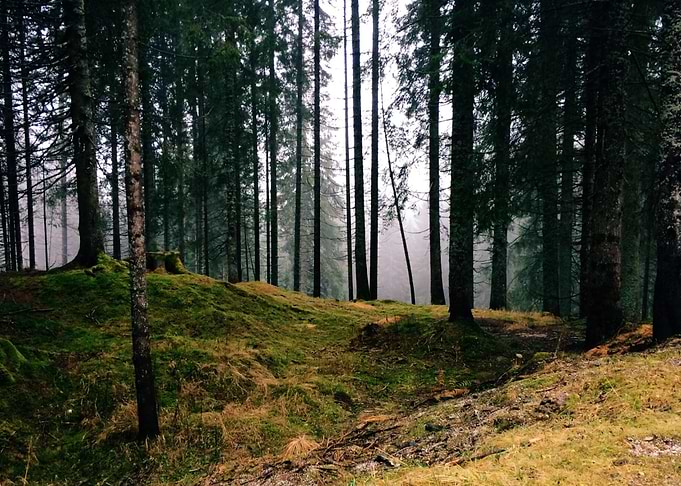 Forest 18
