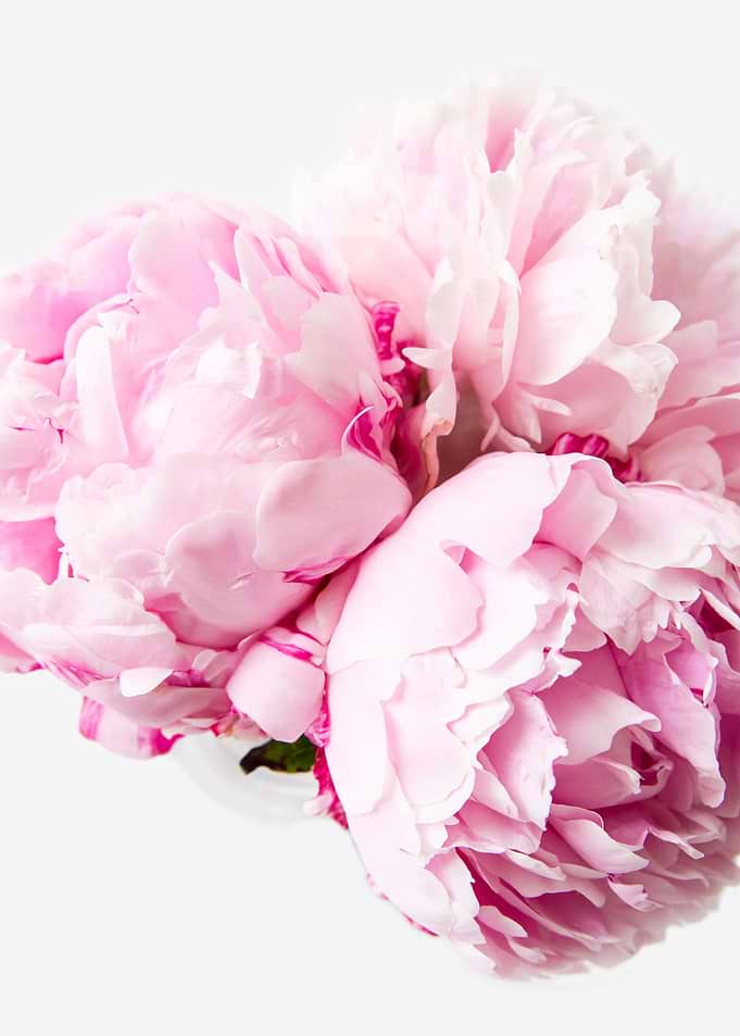 Pink Peonies 11