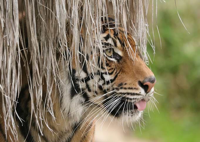 Hidden Tiger