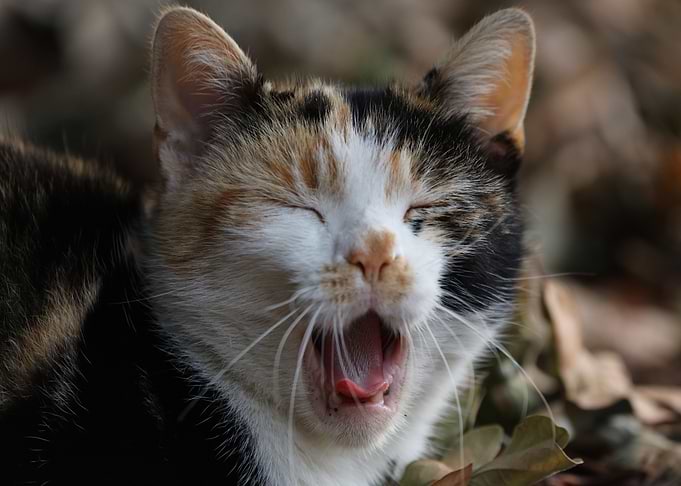 Sleepy Kitty