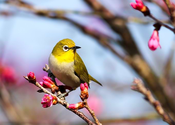 bird
