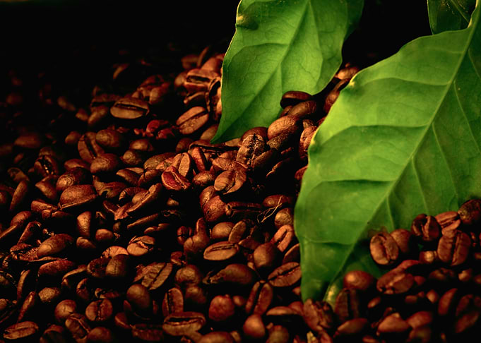 Coffee Bean
