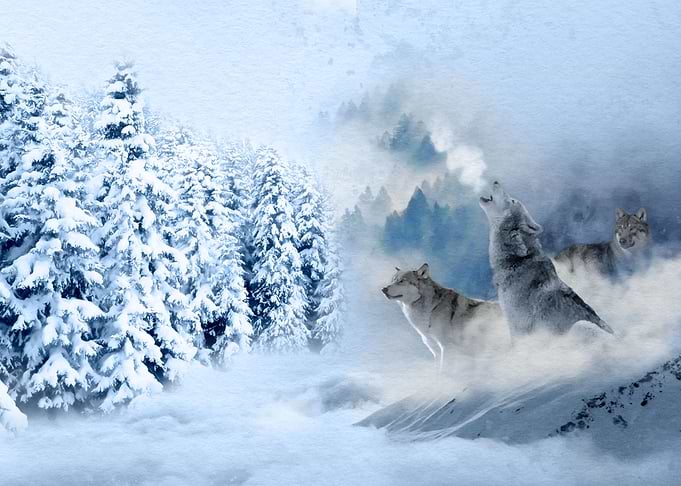 Wolf Song