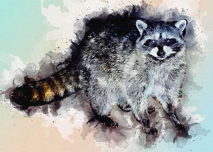 The Raccoon