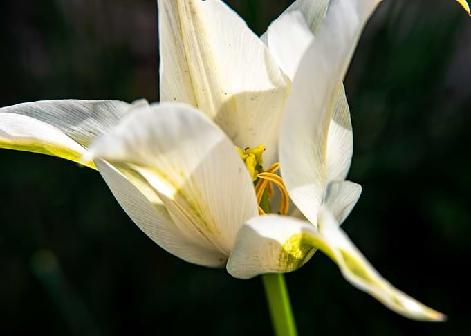 Magnificent tulips