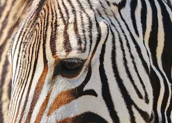Zebra Moment 4464