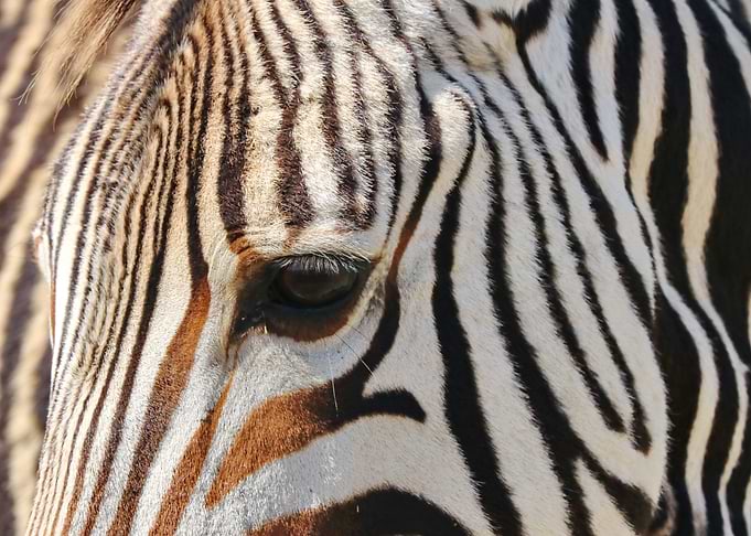 Zebra Moment 4464