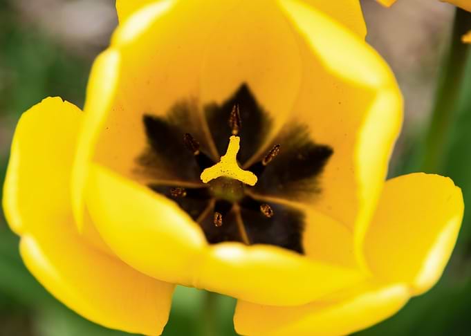 Magnificent tulips