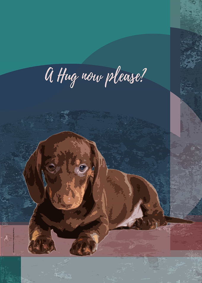 Sweet Dachshund