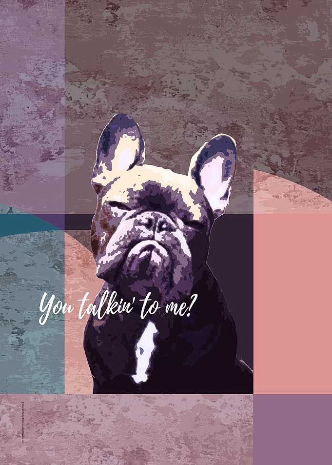 Glaring French Bulldog