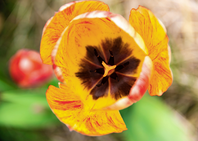 Magnificent tulips