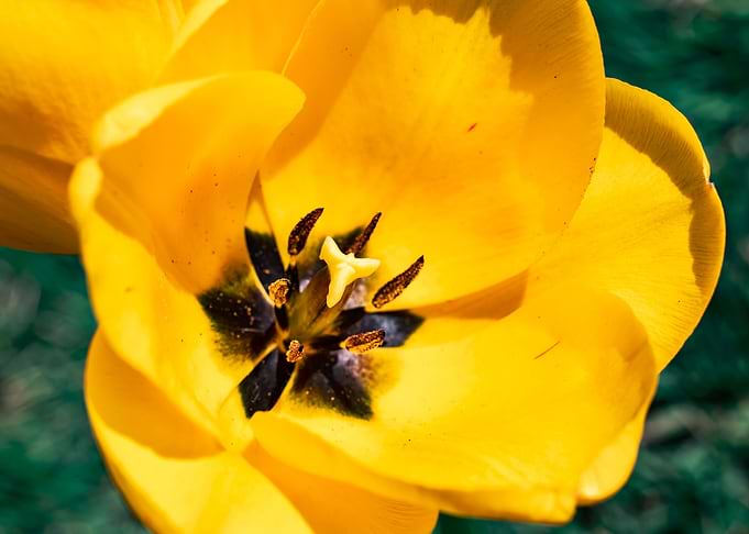 Magnificent tulips