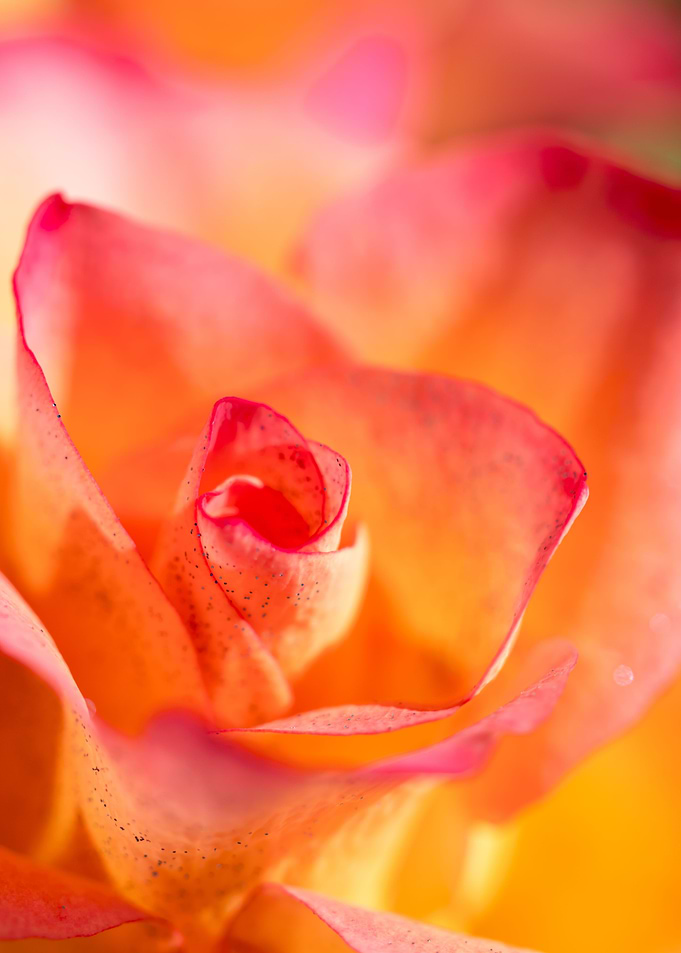 Glittering pink roses