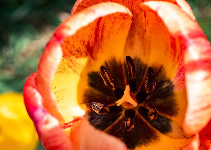 Magnificent tulips