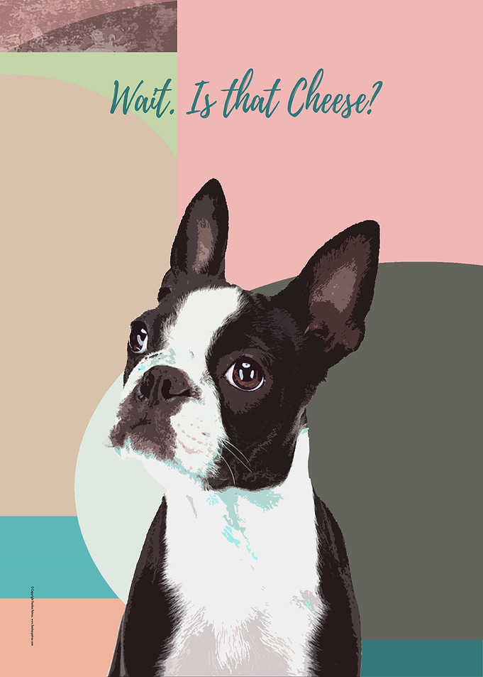 Boston Terrier