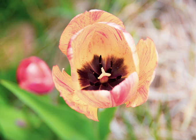 Magnificent tulips