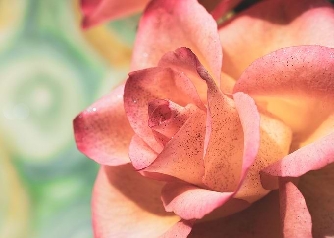 Glittering pink roses