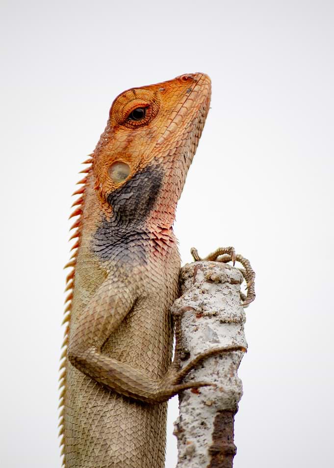 lizard on stone